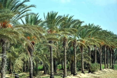 البصرة: مشاريع تطوير النخيل تنتظر التخصيصات المالية