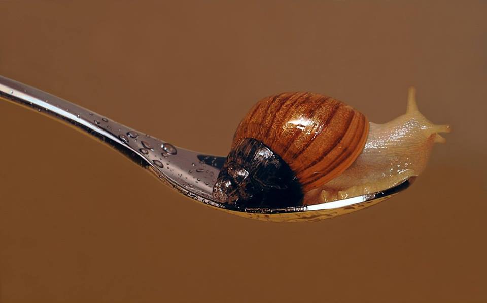 _MSC_RESIZED_IMAGE