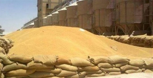 التجارة تدعو مسوقي الحبوب لاستلام مستحقاتهم للعامين الماضيين