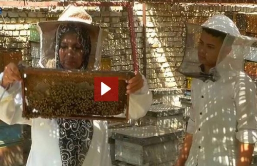 النحل يحول امرأة عراقية الى سيدة اعمال