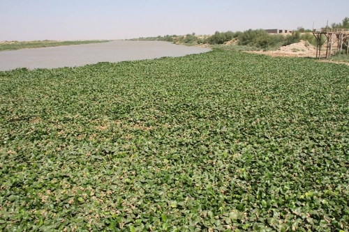 العراق يدعو اليونسكو الى المساهمة بمكافحة زهرة النيل في الاهوار