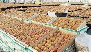 حمودي يطالب بالتقيد بقانون الحجر الزراعي الذي يمنع إستيراد التمور