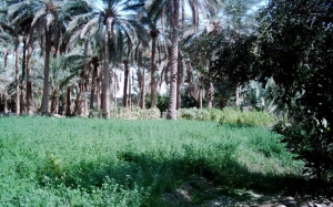 تحقيق يكشف عن عودة داعش الى حزام بغداد ويدعو لتحرك عاجل
