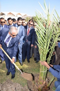 بدء حملة زراعة مليون نخلة في البصرة